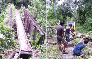 Tertimpa Pohon, Jembatan Siman Lebong Tandai Nyaris Putus