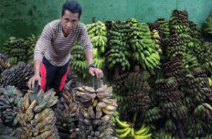 Pisang Enggano Membusuk, Akibat Tidak adanya Angkutan