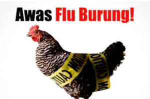 Dipastikan, Bengkulu Utara Bebas Flu Burung.