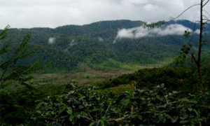 Hutan di Mangku Rajo Hanya Tersisa 60 Persen