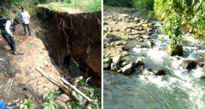 Saluran Irigasi Runtuh, 150 Hektar Sawah Terancam Gagal Panen