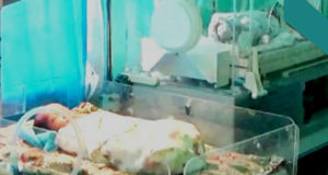 Heboh, Seorang Ibu Asal Air Padang Ini Lahirkan Bayi Kembar Tiga