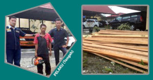 Tebang Meranti TWA, Pria Beranak 2 Ini Ditangkap