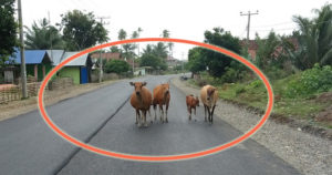Hewan Ternak Berkeliaran di Jalan Raya