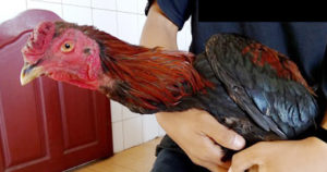 Curi Ayam Tetangga, 2 Pemuda Tanggung Ini Dipolisikan