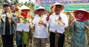 Tinjau KTM Lagita, Dirjen Bersama Bupati Mian Ikut Panen Jagung