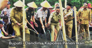 Bupati Bengkulu Utara Panen Raya Ikan Air Tawar