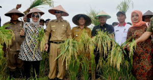 Bupati Kaur Panen Raya Padi di Manau Sembilan