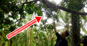 Seorang Ibu di Pondok Suguh Histeris Temukan Putranya Gantung Diri di Batang Jengkol