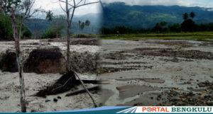 Dilanda Banjir Lumpur Ratusan Hektar Sawah Porak Poranda, Petani Bungin Terancam Gagal Panen