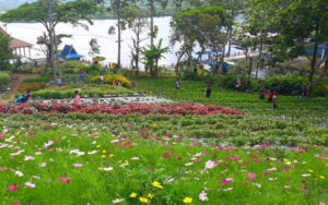 Ribuan Bunga Bakal Ditanam di Danau Mas Harun Bastari