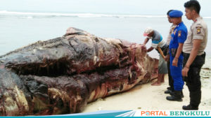 Ikan Paus 12 Meter Terdampar di Pantai Pengubaian Kaur