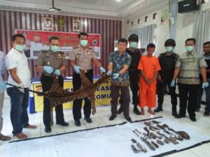 Pemilik Kulit dan Organ Tubuh Harimau Diringkus Polisi