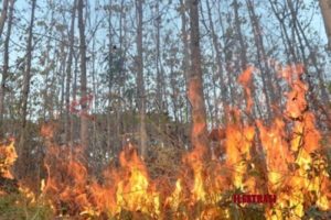 Hutan Pinus Kawasan TWA Danau Tes Terbakar