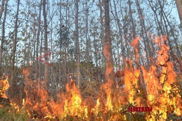 Hutan Pinus Kawasan TWA Danau Tes Terbakar