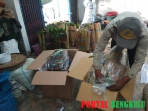 Atasi Kendala, Dinas Pertanian Pastikan Program Kopi Sambung Berlanjut