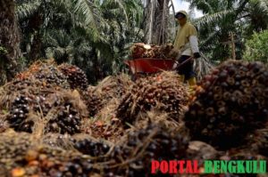 Harga Sawit Tak Kunjung Stabil, Perusahaan Dinilai Kangkangi Ketetapan Harga