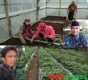 Program Dinas Pertanian Kepahiang, Poktan Kembangkan Tanaman Kentang
