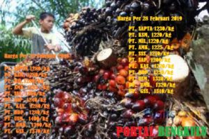 Dalam Seminggu Harga TBS 2 Kali Turun, Petani: Diduga Pengaruh HUT Kabupaten!