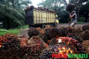 Pasca Lebaran, PT. SSJA Beli Sawit Rp 800/Kg, PT. GSS Tertinggi Yakni Rp 1.040/Kg