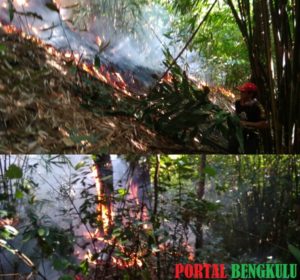 1 Hektar Hutan Pinus Perbatasan Kelurahan Tes-Desa Kota Donok Terbakar