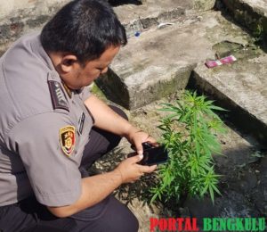 IRT Temukan Pohon Ganja di Pekarangan, Polres Bengkulu Lakukan Penyelidikan