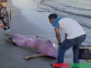 Masyarakat Kota Bengkulu Kembali Geger, Ditemukan Mayat Pria Di Kawasan Pantai Jakat
