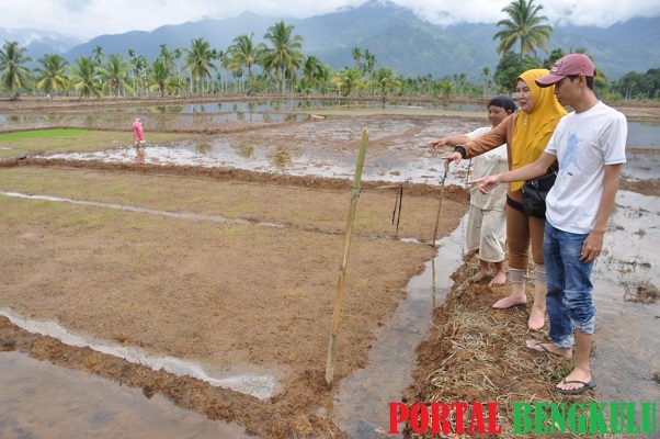 Tanggul Air Bungai Jebol, Petani Desa Bungin Terancam Gagal Turun Tanam