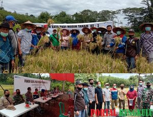 Program Musim Tanam Dua Kali Sukses, PT. PGE Proyek Hululais dan Poktan Gelar Panen Raya