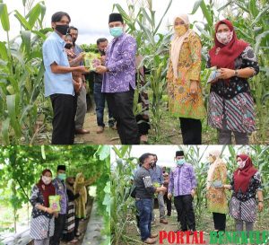 Antisipasi Krisis Pangan, Pjs Bupati dan DWP Lebong Salurkan Bantuan Bibit