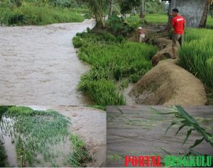 Dihantam Luapan Air Sungai Piaten, Tanaman Padi dan Jagung Milik Warga Rusak Berat