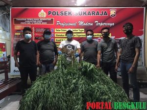 Jajaran Polres Seluma Temukan 2 Ha Ladang Ganja