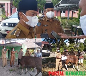 Pemkab Lebong Kurban 14 Ekor Sapi dan 2 Ekor Kambing, Posko Satgas Covid-19 Kembali Didirikan