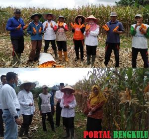 Wakil Bupati Mukomuko, Wasri Bersama Dinas Pertanian dan Petani Gelar Panen Raya Jagung